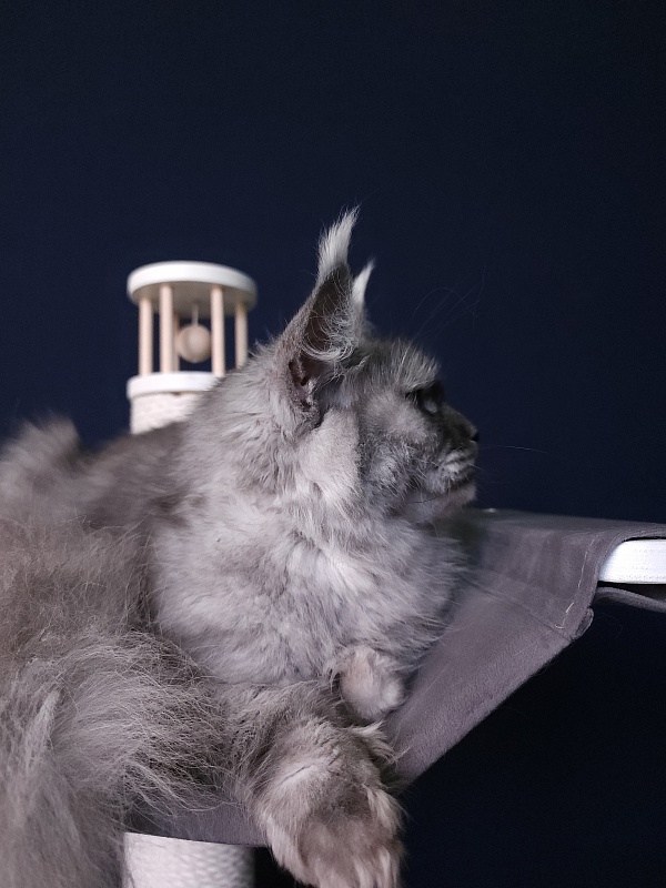 (PET) Dana Akbars (polydactyl) 66/66 - Взрослый мейн-кун 2,5 года 3,5 недели