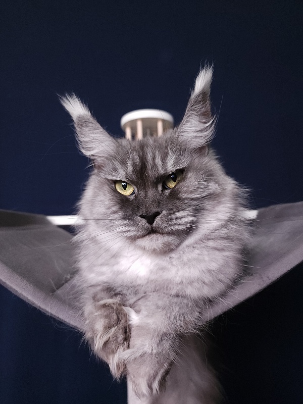 (PET) Dana Akbars (polydactyl) 66/66 - Взрослый мейн-кун 2,5 года 3,5 недели