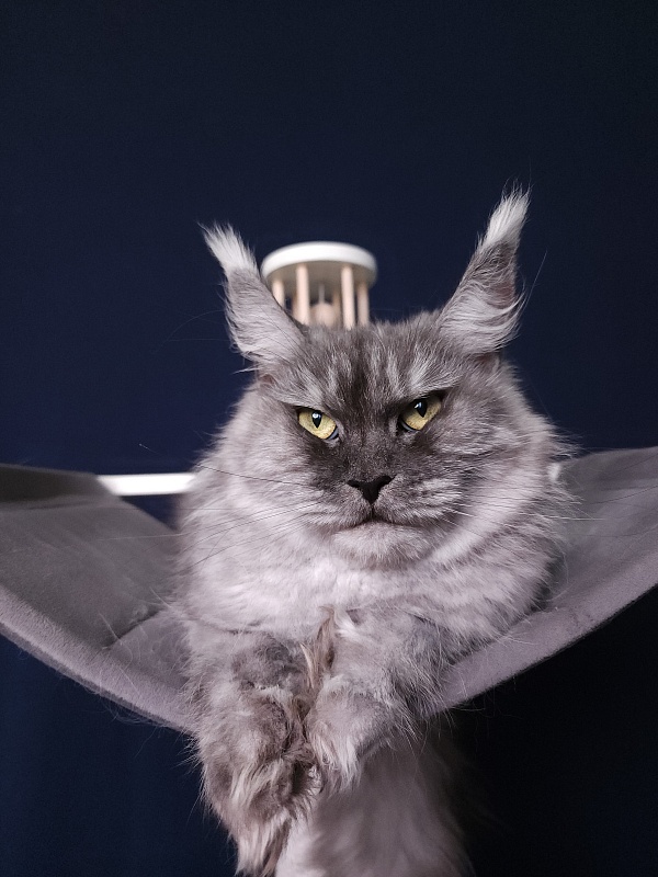 (PET) Dana Akbars (polydactyl) 66/66 - Взрослый мейн-кун 2,5 года 3,5 недели