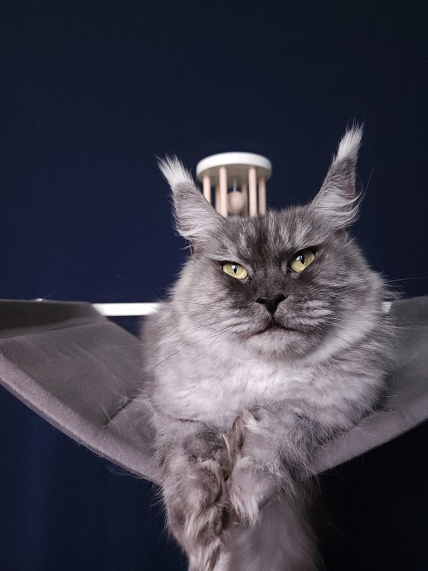 (PET) Dana Akbars (polydactyl) 66/66 - Взрослый мейн-кун 2,5 года 3,5 недели