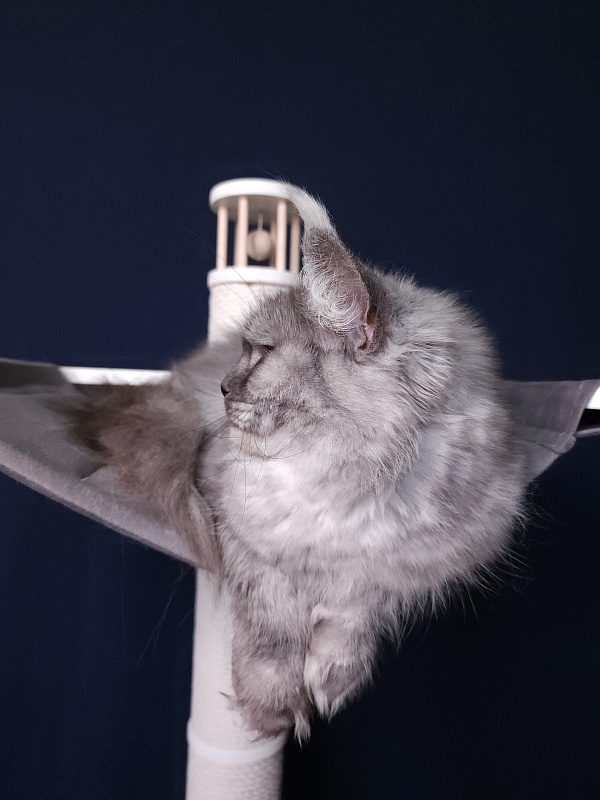 (PET) Dana Akbars (polydactyl) 66/66 - Взрослый мейн-кун 2,5 года 3,5 недели