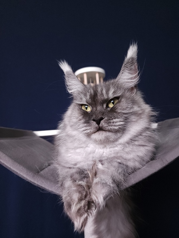(PET) Dana Akbars (polydactyl) 66/66 - Взрослый мейн-кун 2,5 года 3,5 недели