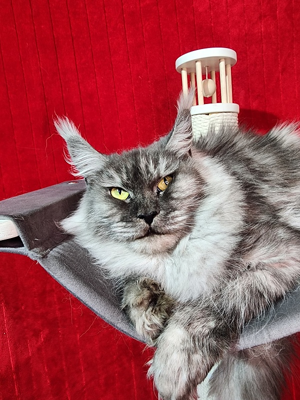 (PET) Dana Akbars (polydactyl) 66/66 - Взрослый мейн-кун 3 года 3 месяца