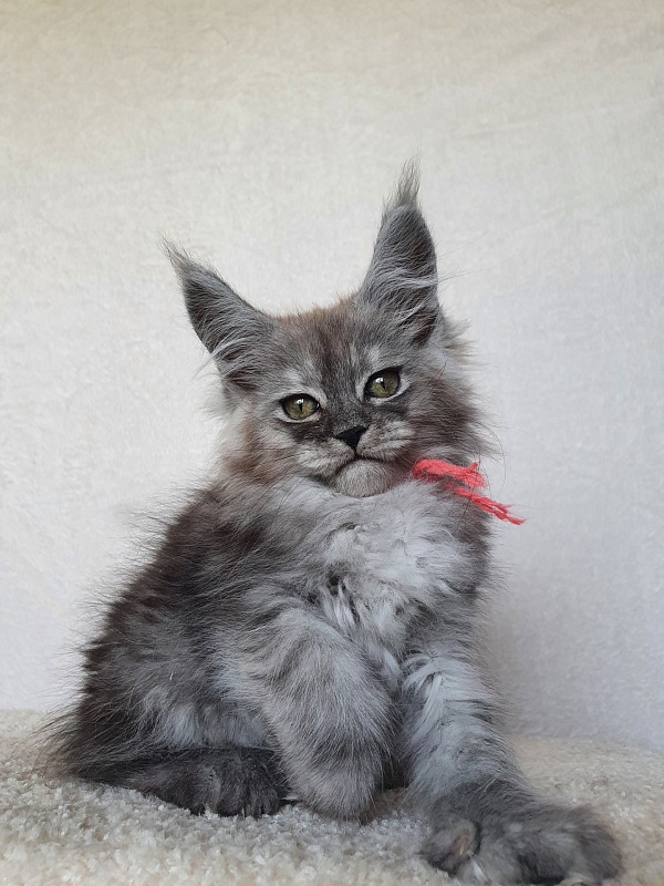 (PET) Dana Akbars (polydactyl) 66/66 - Котенок мейн-кун 2 месяца