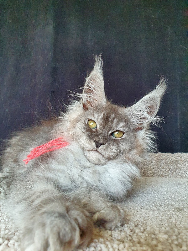 (PET) Dana Akbars (polydactyl) 66/66 - Котенок мейн-кун 2,5 месяца
