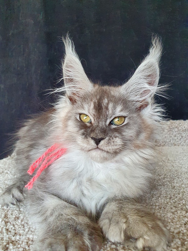 (PET) Dana Akbars (polydactyl) 66/66 - Котенок мейн-кун 2,5 месяца
