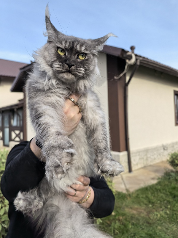 (PET) Dana Akbars (polydactyl) 66/66 - Взрослый мейн-кун 3,5 года 1 неделя