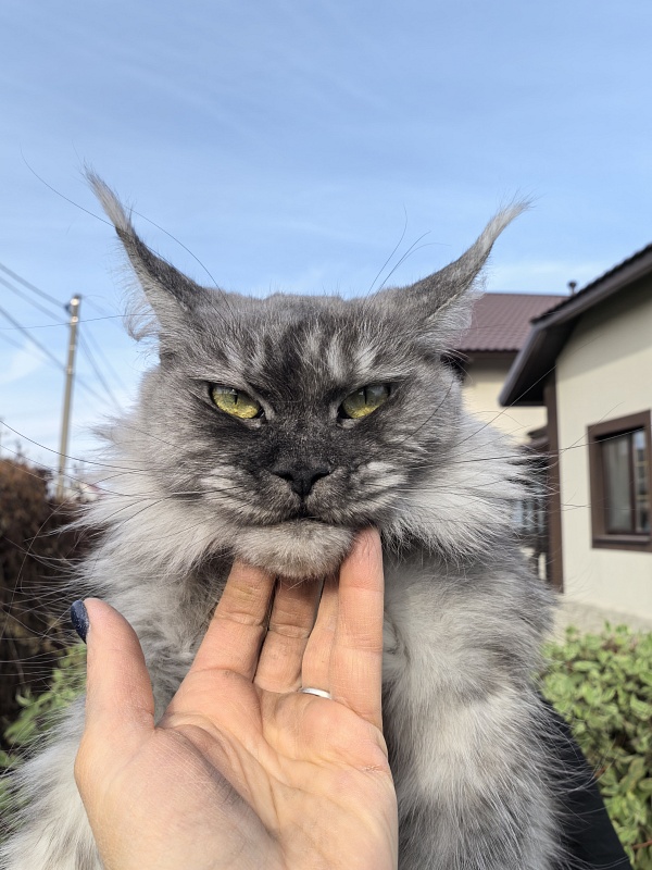 (PET) Dana Akbars (polydactyl) 66/66 - Взрослый мейн-кун 3,5 года 1 неделя