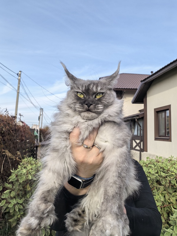 (PET) Dana Akbars (polydactyl) 66/66 - Взрослый мейн-кун 3,5 года 1 неделя