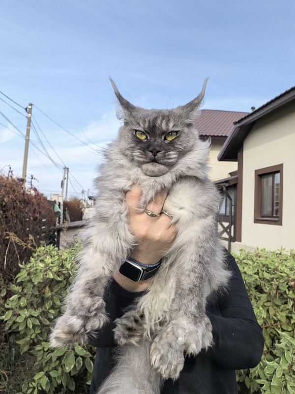 (PET) Dana Akbars (polydactyl) 66/66 - Взрослый мейн-кун 3,5 года 1 неделя