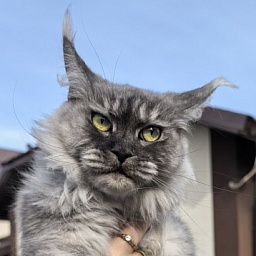 (PET) Dana  Akbars (polydactyl) 66/66