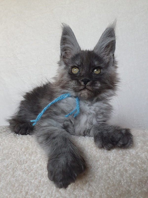 Darina Akbars (polydactyl)67/66 - Kitten maine-coon 1 month 4 weeks