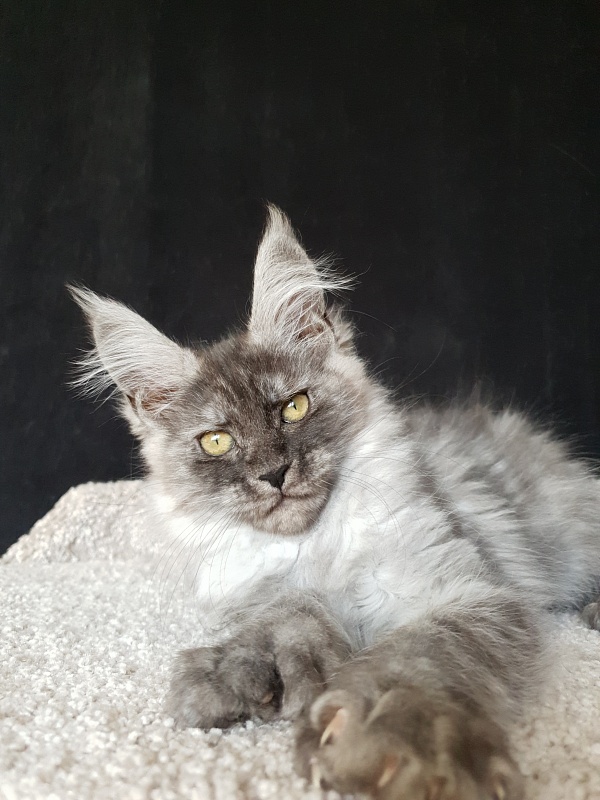Darina Akbars (polydactyl)67/66 - Kitten maine-coon 2 months 2 weeks