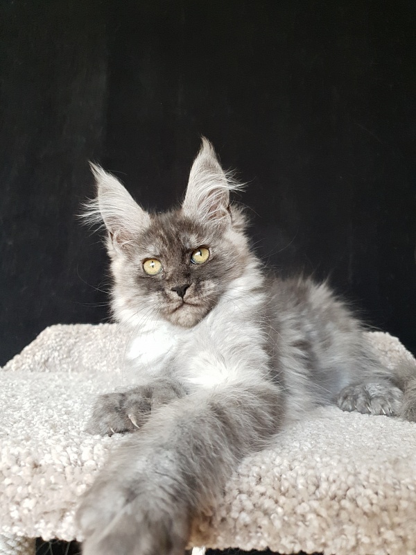 Darina Akbars (polydactyl)67/66 - Kitten maine-coon 2 months 2 weeks