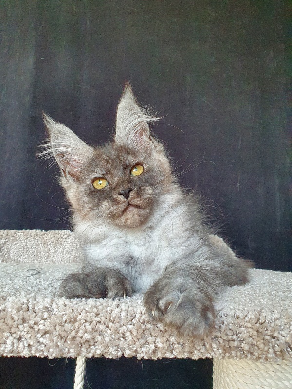 Darina Akbars (polydactyl)67/66 - Kitten maine-coon 2 months 2 weeks