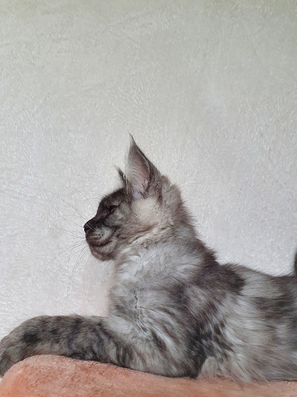 Darina Akbars (polydactyl)67/66 - Kitten maine-coon 3 months 1 week