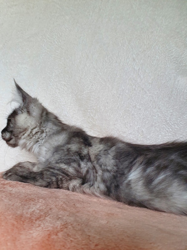 Darina Akbars (polydactyl)67/66 - Kitten maine-coon 3 months 1 week