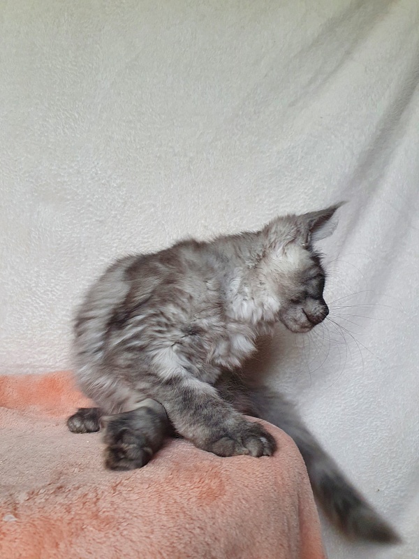 Darina Akbars (polydactyl)67/66 - Kitten maine-coon 3 months 1 week