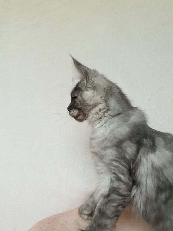 Darina Akbars (polydactyl)67/66 - Kitten maine-coon 3 months 1 week