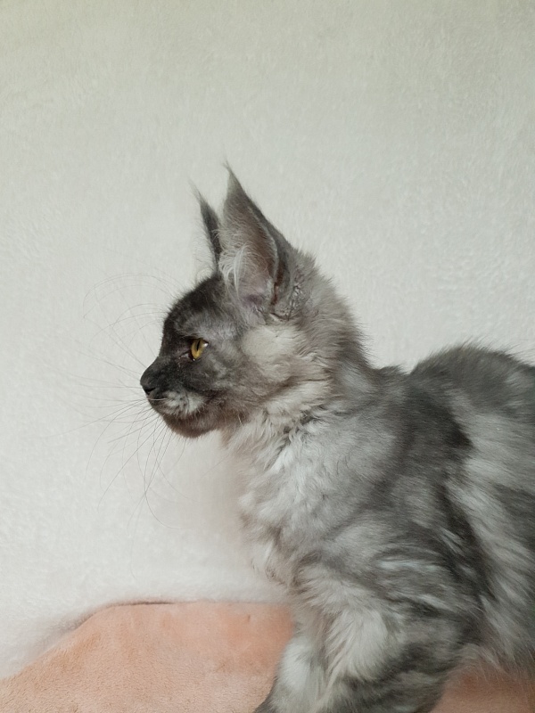 Darina Akbars (polydactyl)67/66 - Kitten maine-coon 3 months 1 week