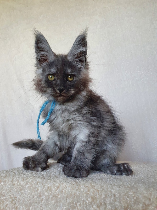 Darina Akbars (polydactyl)67/66 - Kitten maine-coon 1 month 4 weeks