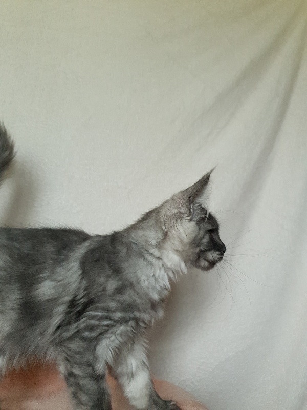 Darina Akbars (polydactyl)67/66 - Kitten maine-coon 3 months 1 week