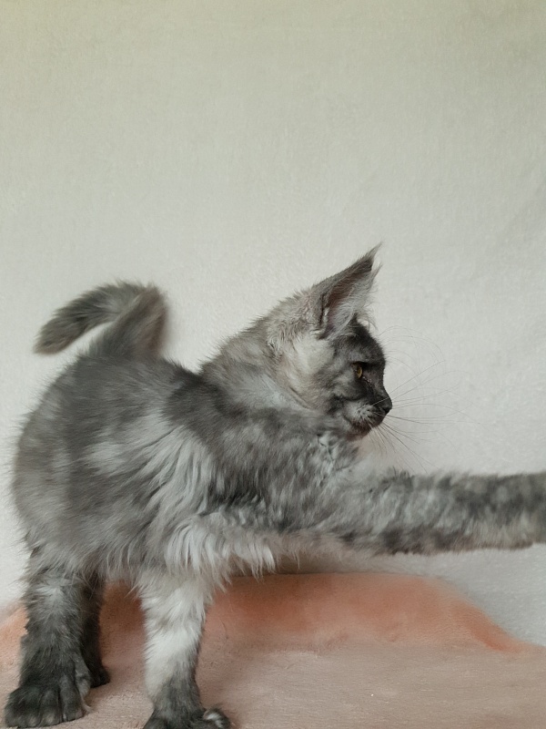 Darina Akbars (polydactyl)67/66 - Kitten maine-coon 3 months 1 week