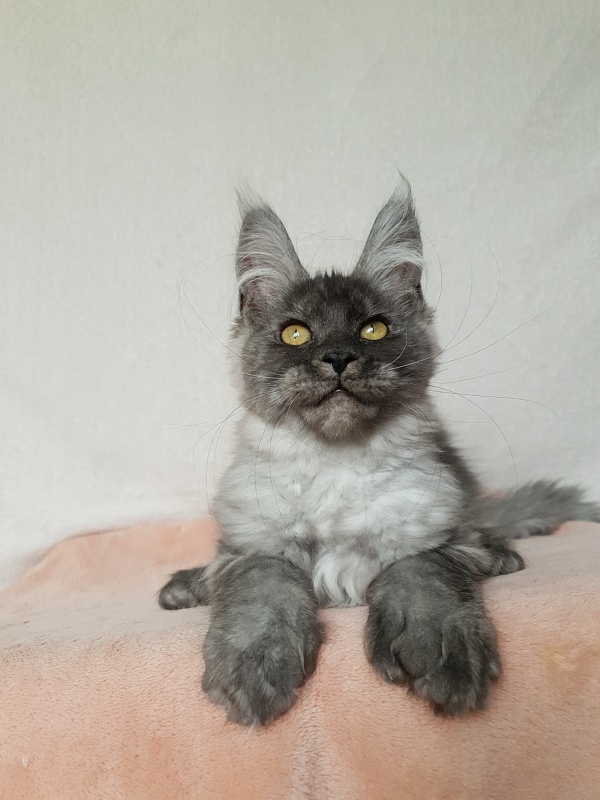 Darina Akbars (polydactyl)67/66 - Kitten maine-coon 3 months 1 week