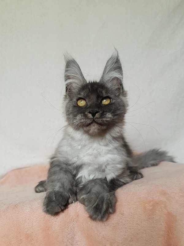 Darina Akbars (polydactyl)67/66 - Kitten maine-coon 3 months 1 week