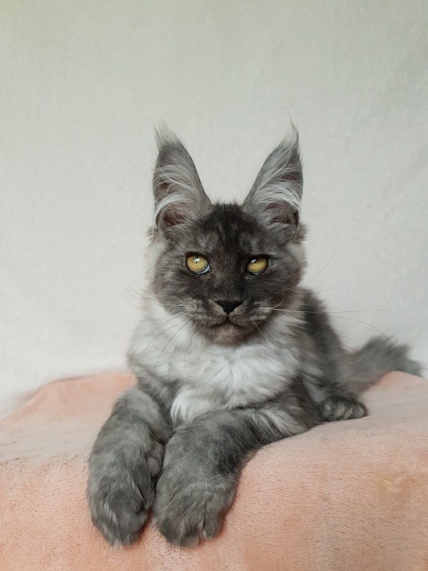 Darina Akbars (polydactyl)67/66 - Kitten maine-coon 3 months 1 week