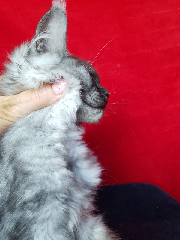 Darina Akbars (polydactyl)67/66 - Kitten maine-coon 3 months 2.5 weeks