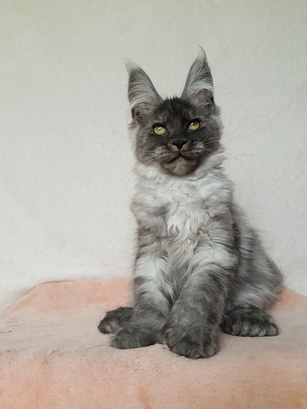Darina Akbars (polydactyl)67/66 - Kitten maine-coon 3 months 1 week