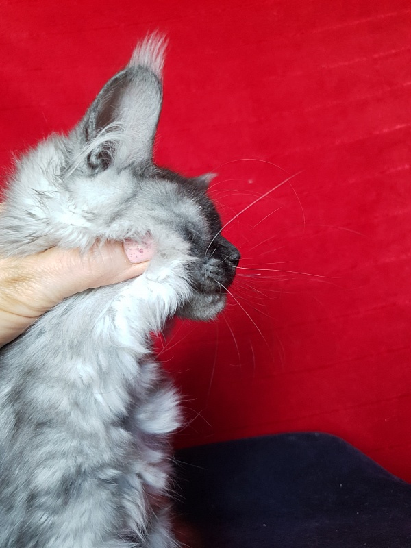 Darina Akbars (polydactyl)67/66 - Kitten maine-coon 3 months 2.5 weeks