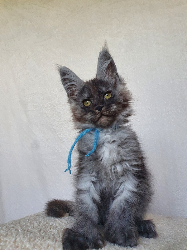 Darina Akbars (polydactyl)67/66 - Kitten maine-coon 1 month 4 weeks