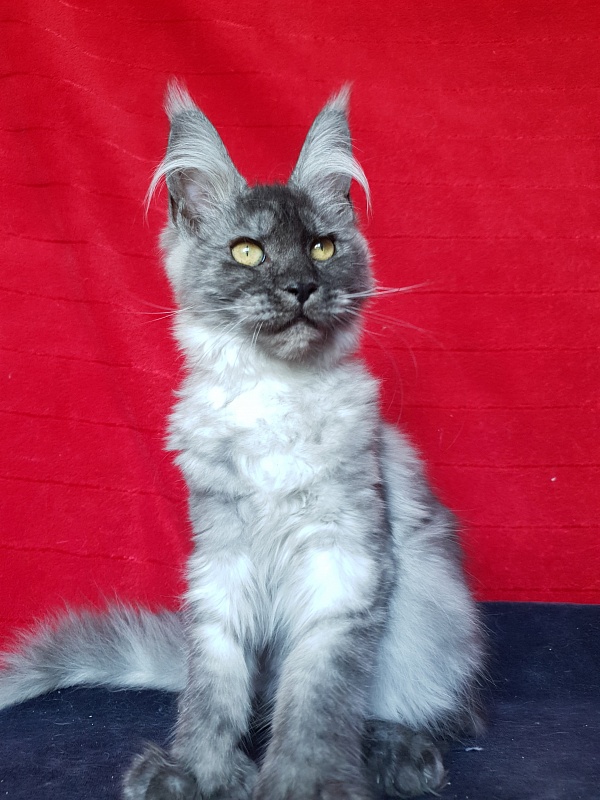 Darina Akbars (polydactyl)67/66 - Kitten maine-coon 3 months 2.5 weeks