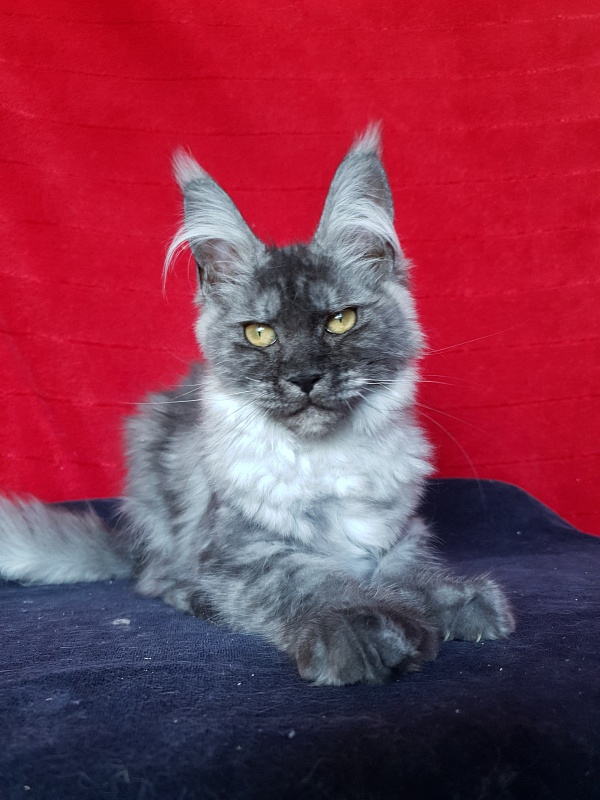 Darina Akbars (polydactyl)67/66 - Kitten maine-coon 3 months 2.5 weeks