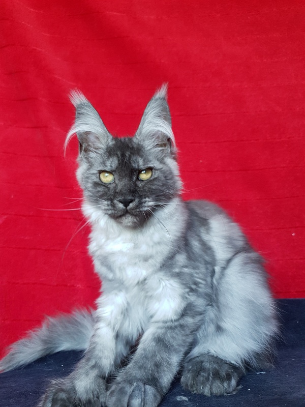 Darina Akbars (polydactyl)67/66 - Kitten maine-coon 3 months 3 weeks