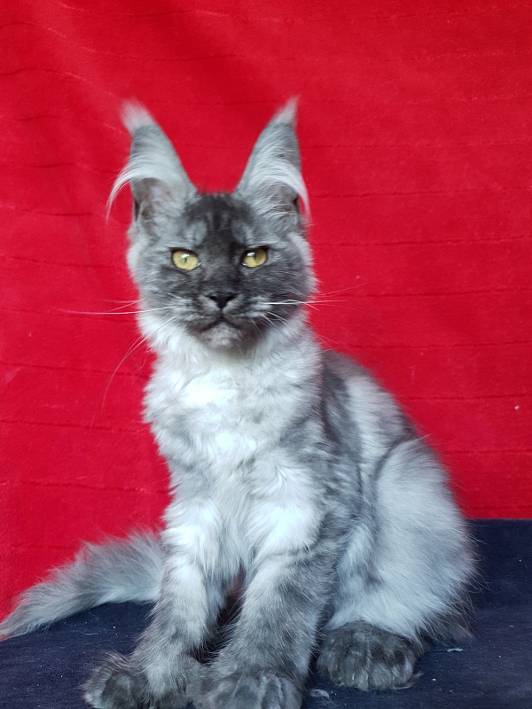 Darina Akbars (polydactyl)67/66 - Kitten maine-coon 3 months 3 weeks