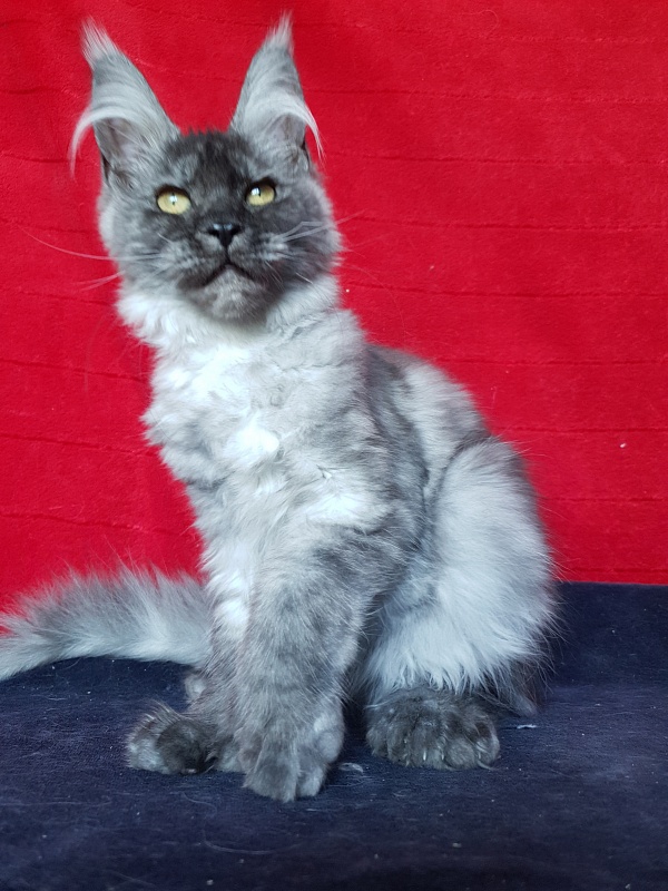 Darina Akbars (polydactyl)67/66 - Kitten maine-coon 3 months 3 weeks