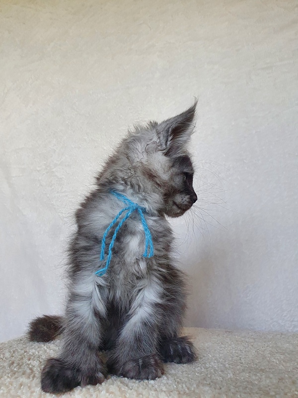 Darina Akbars (polydactyl)67/66 - Kitten maine-coon 1 month 4 weeks
