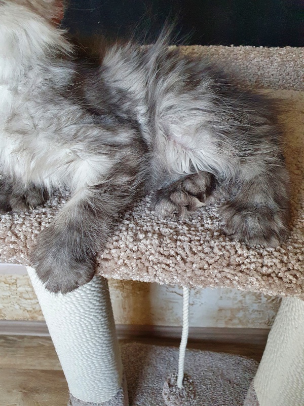 Darina Akbars (polydactyl)67/66 - Kitten maine-coon 2 months 2 weeks
