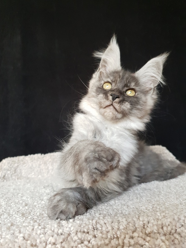 Darina Akbars (polydactyl)67/66 - Kitten maine-coon 2 months 2 weeks