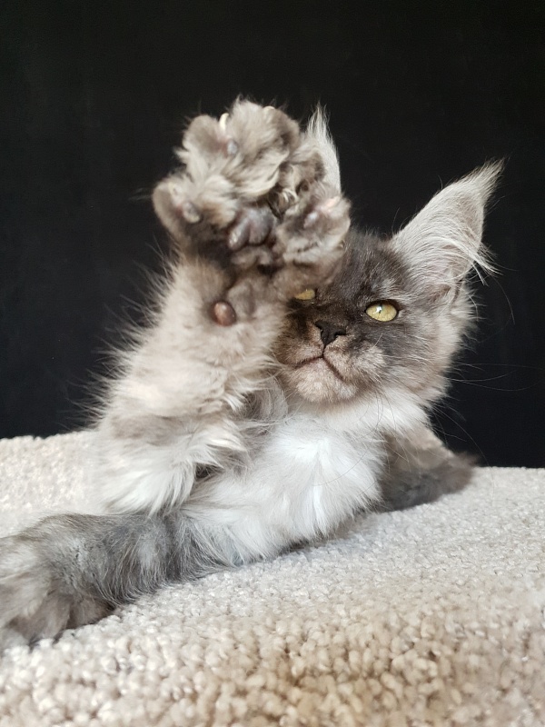 Darina Akbars (polydactyl)67/66 - Kitten maine-coon 2 months 2 weeks