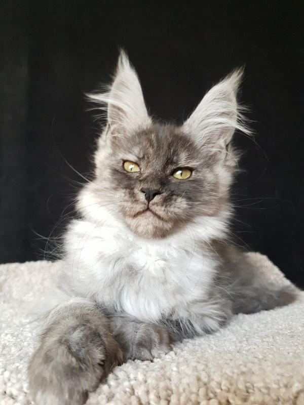 Darina Akbars (polydactyl)67/66 - Kitten maine-coon 2 months 2 weeks