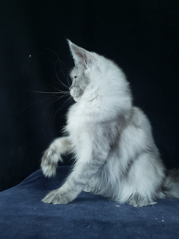 Dolce Vita Akbars (polydactyl)66/66 - Kitten maine-coon 6 months