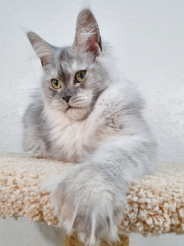 Dolce Vita Akbars (polydactyl)66/66 - Junior maine-coon 7 months 2 weeks