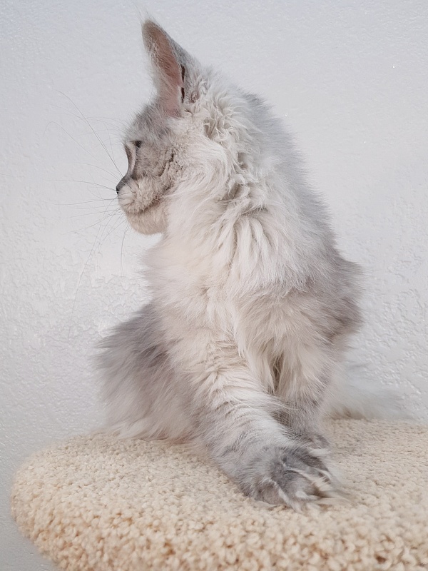 Dolce Vita Akbars (polydactyl)66/66 - Junior maine-coon 7 months 2 weeks