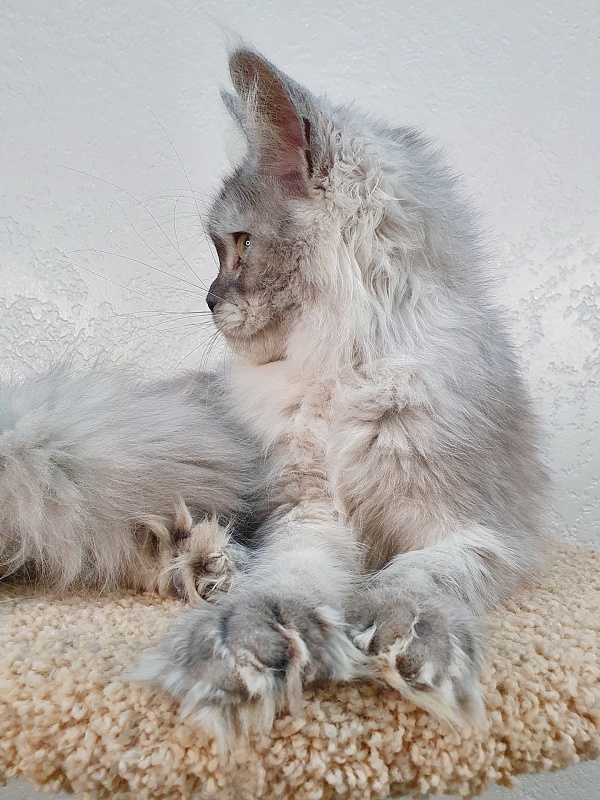Dolce Vita Akbars (polydactyl)66/66 - Junior maine-coon 7 months 2 weeks