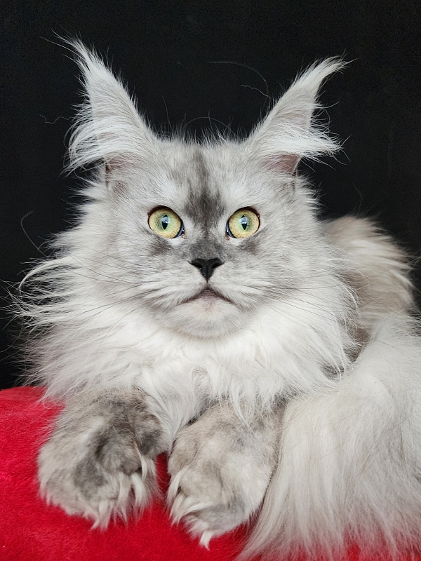 Dolce Vita Akbars (polydactyl)66/66 - Adult maine-coon 11 months