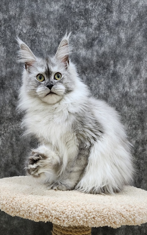 Dolce Vita Akbars (polydactyl)66/66 - Junior maine-coon 8 months 1.5 week